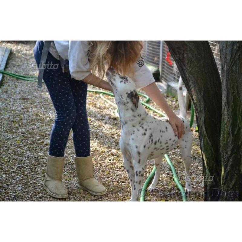 SAMY troppo bello per stare in un canile