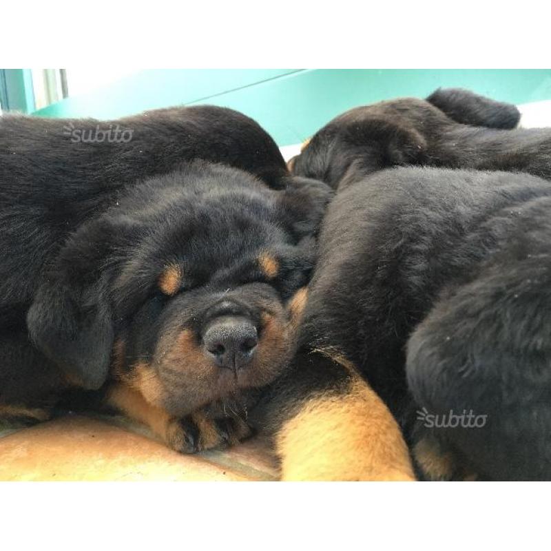 Cuccioli di Rottweiler alta genealogia con pedigre