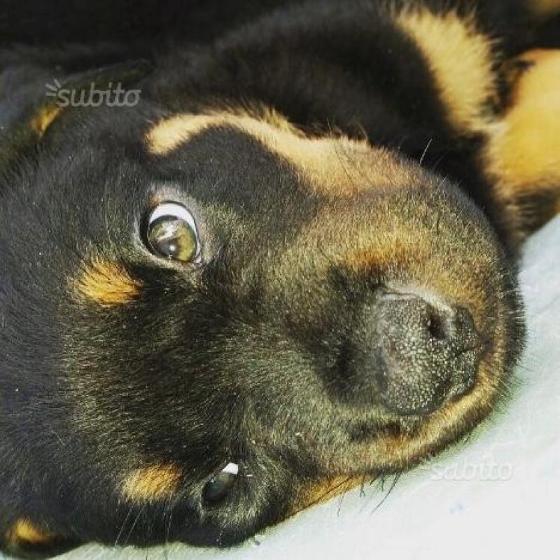 Cuccioli di Rottweiler alta genealogia con pedigre