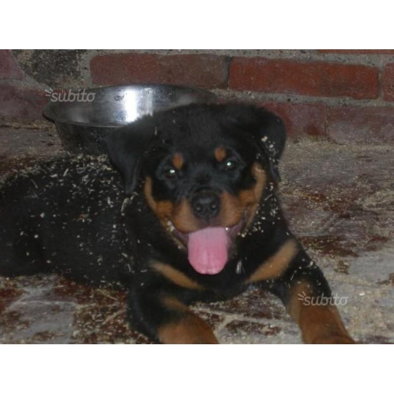 Rottweiler cuccioli