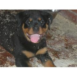 Rottweiler cuccioli