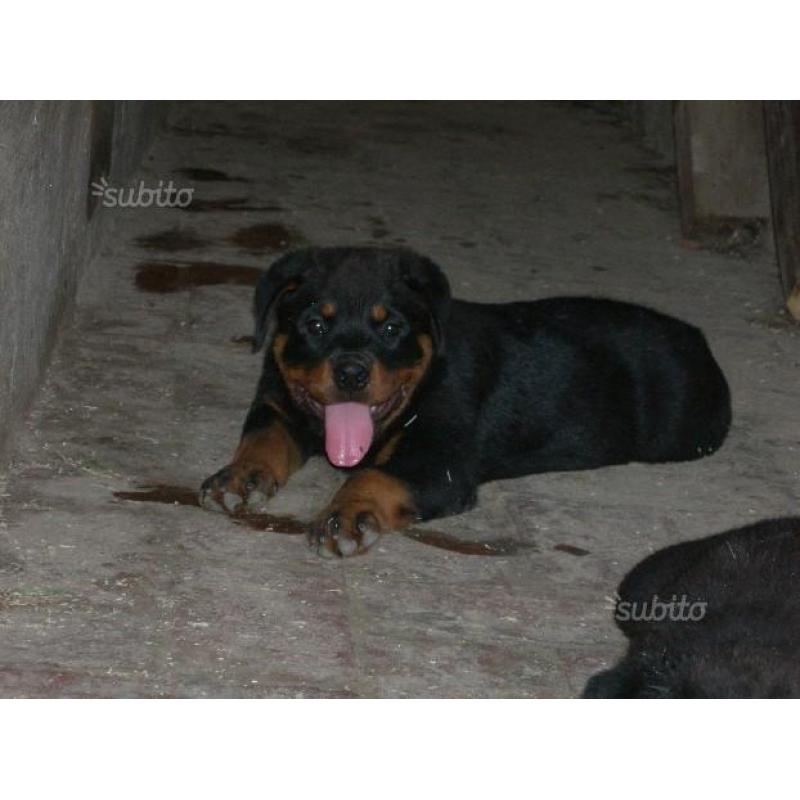 Rottweiler cuccioli