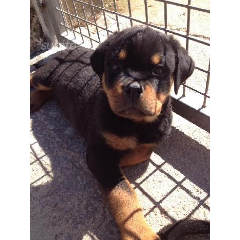 Rottweiler . Cucciolo SUPER