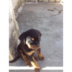 Rottweiler . Cucciolo SUPER