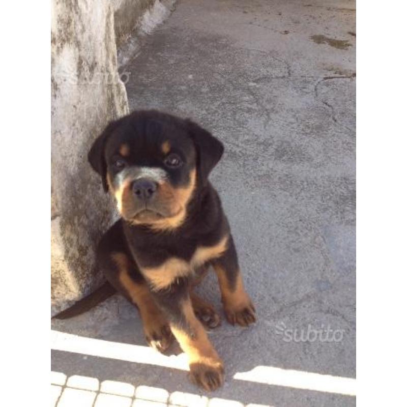 Rottweiler . Cucciolo SUPER