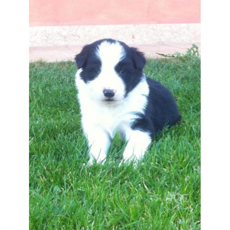 Splendidi cuccioli di Border Collie con pedigree