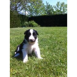 Splendidi cuccioli di Border Collie con pedigree