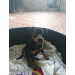 Cuccioli di Pinscher nano