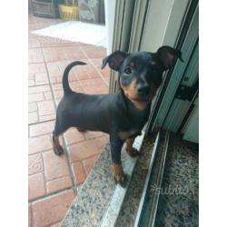 Cuccioli di Pinscher nano