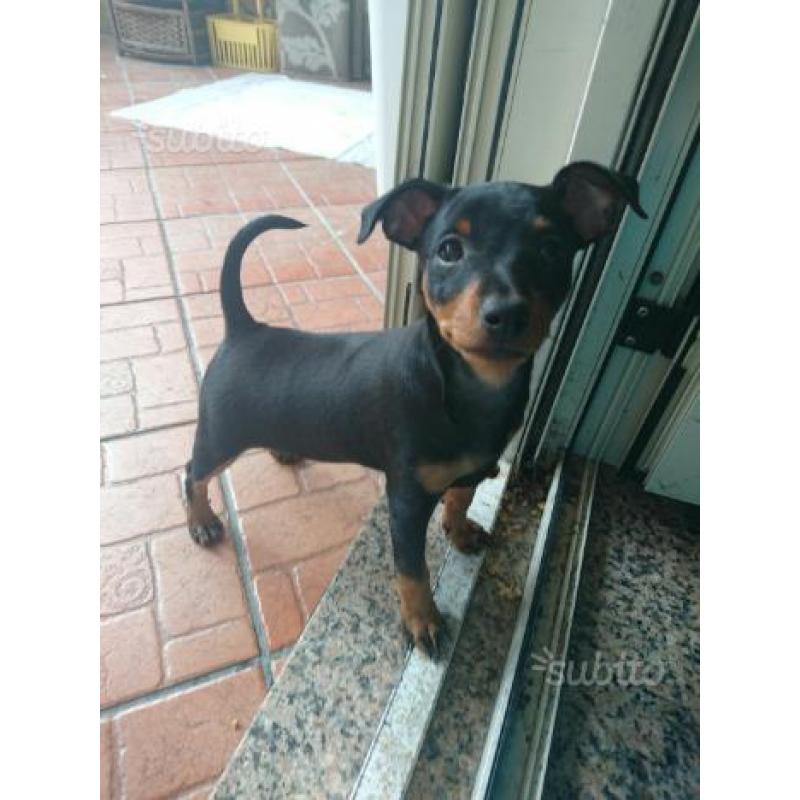 Cuccioli di Pinscher nano