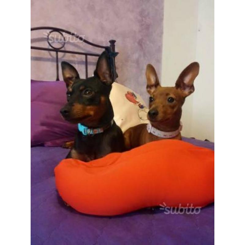 Cuccioli di Pinscher nano