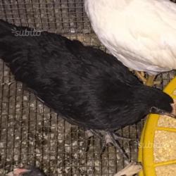 Coppia australorp