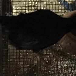 Coppia australorp