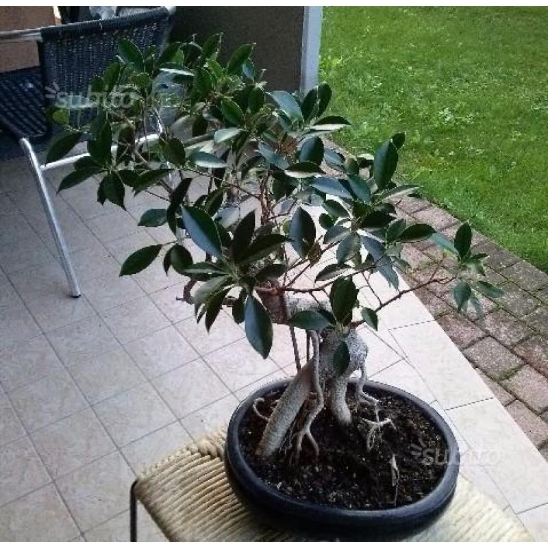 Bonsai Ficus Benjamina