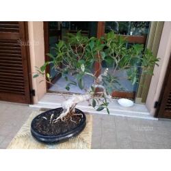 Bonsai Ficus Benjamina