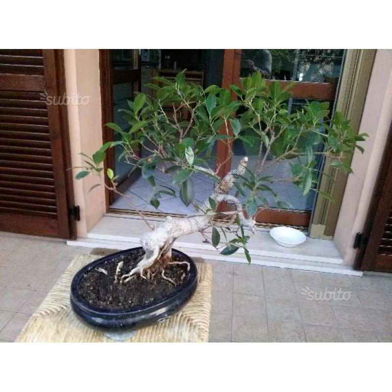 Bonsai Ficus Benjamina