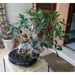 Bonsai Ficus Benjamina