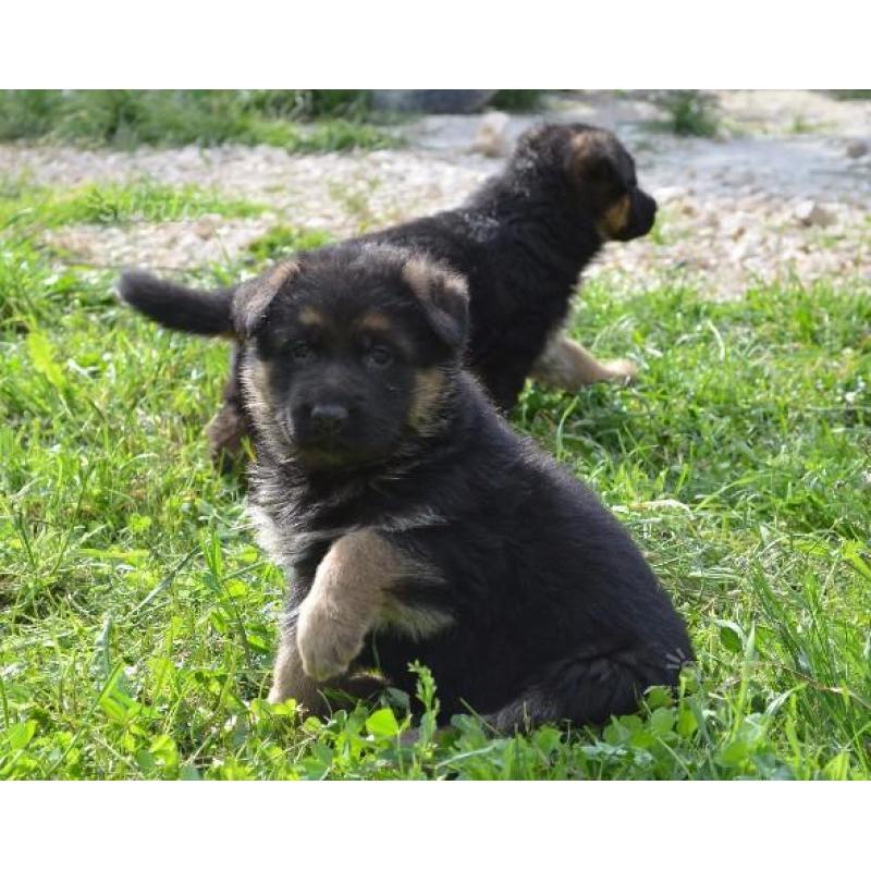 Cuccioli Pastore Tedesco alta genealogia