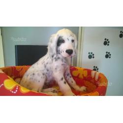 Setter inglese cucciola 2 mesi