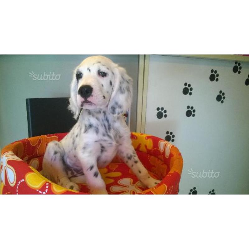 Setter inglese cucciola 2 mesi