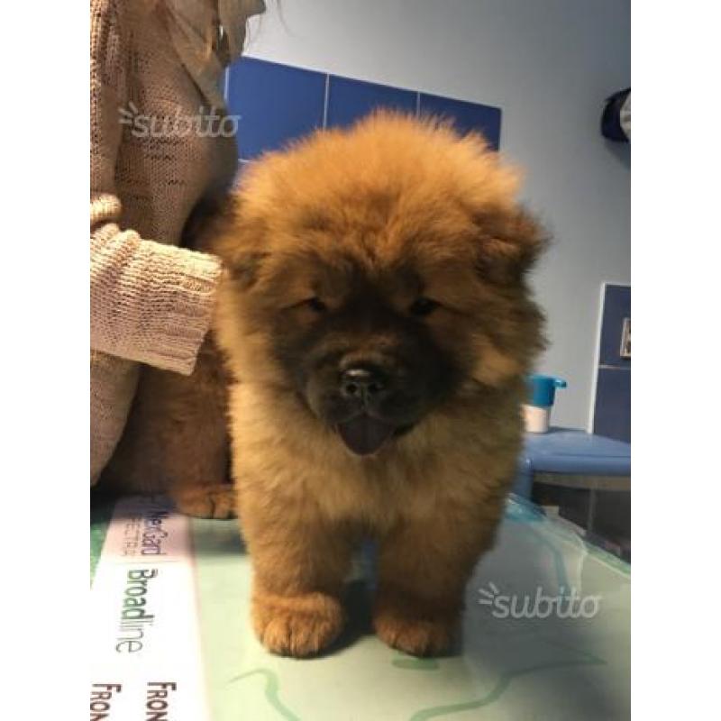 Cucciola chow chow