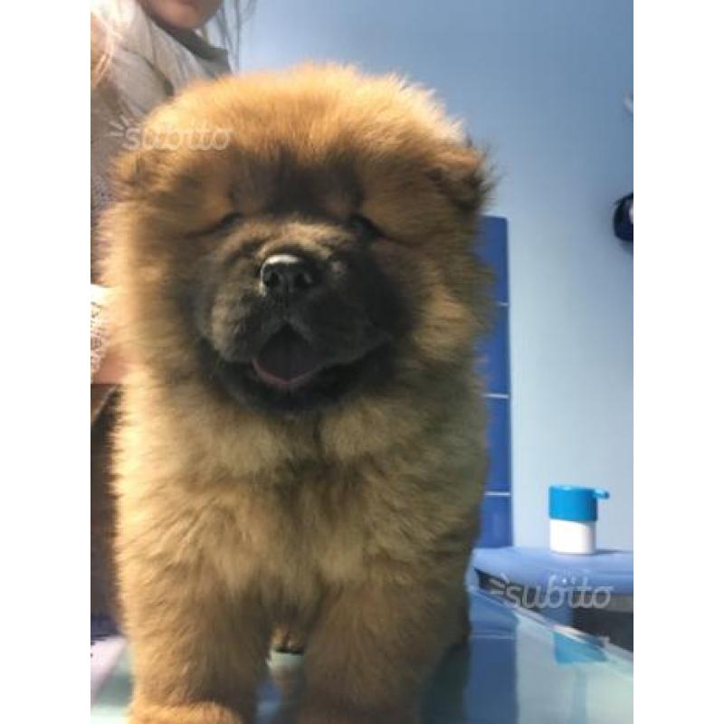 Cucciola chow chow