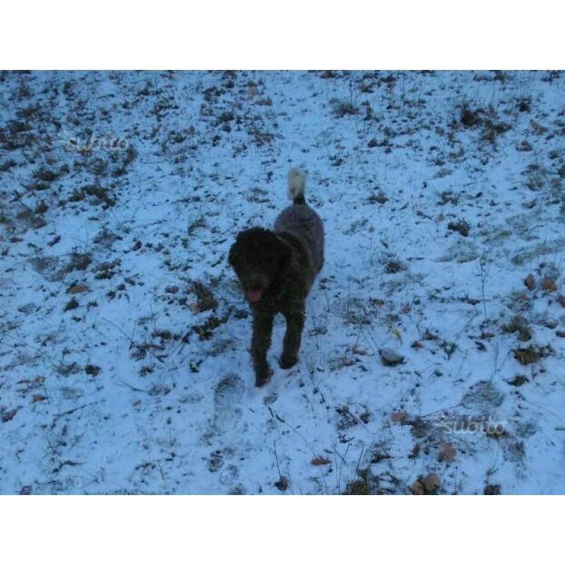 Lagotto da tartufo