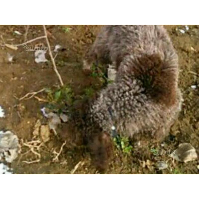 Lagotto da tartufo