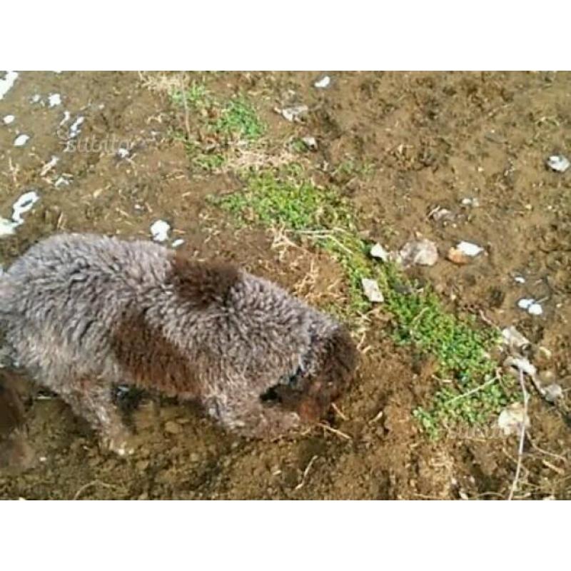 Lagotto da tartufo