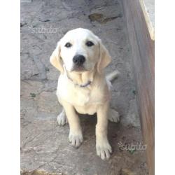 Cucciolo incrocio labrador /pastore abruzzese