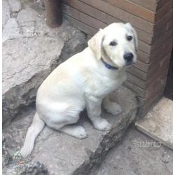 Cucciolo incrocio labrador /pastore abruzzese