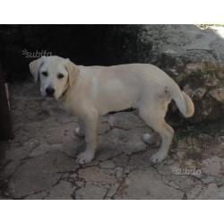 Cucciolo incrocio labrador /pastore abruzzese