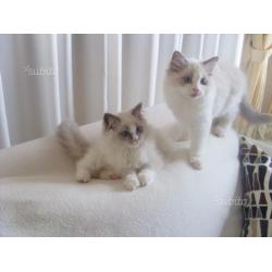 Stupendi Cuccioli Ragdoll con pedigree