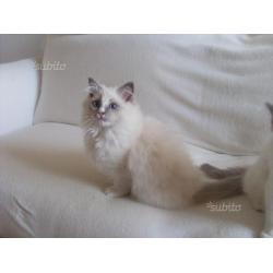 Stupendi Cuccioli Ragdoll con pedigree