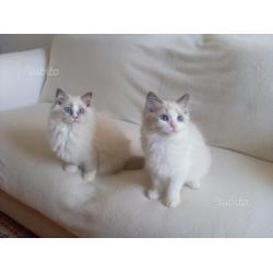 Stupendi Cuccioli Ragdoll con pedigree