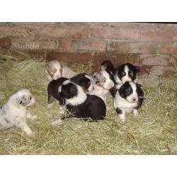 Australian shepherd pastore australiano