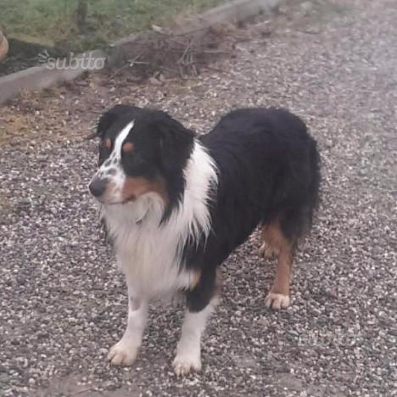 Australian shepherd pastore australiano