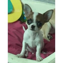 Maschietto Mini toy Chihuahua