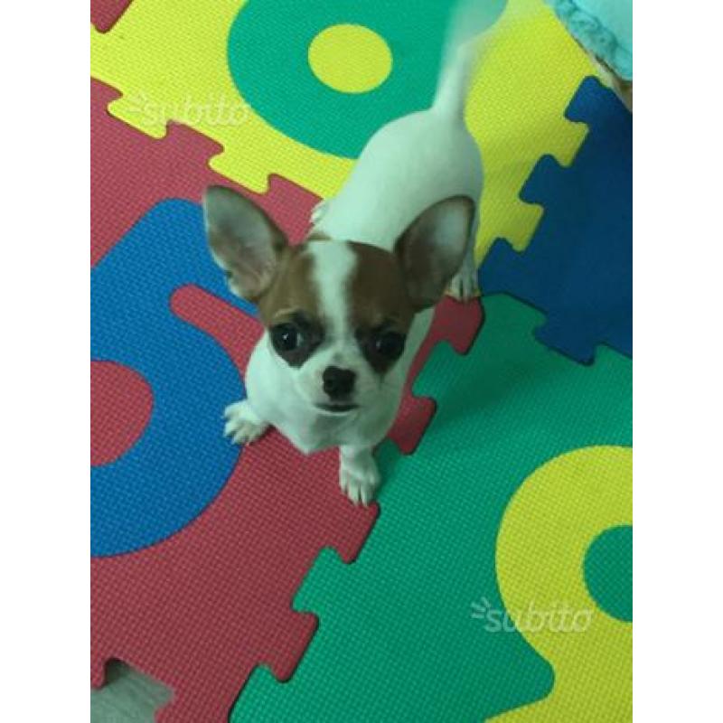 Maschietto Mini toy Chihuahua