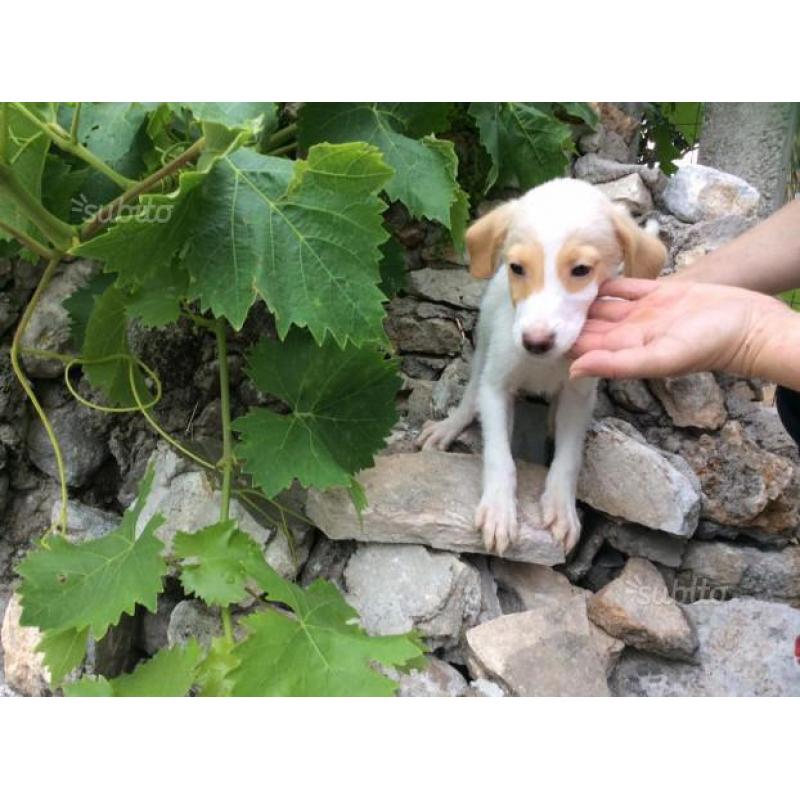 Jasmine cucciola 2 mesi e mezzo