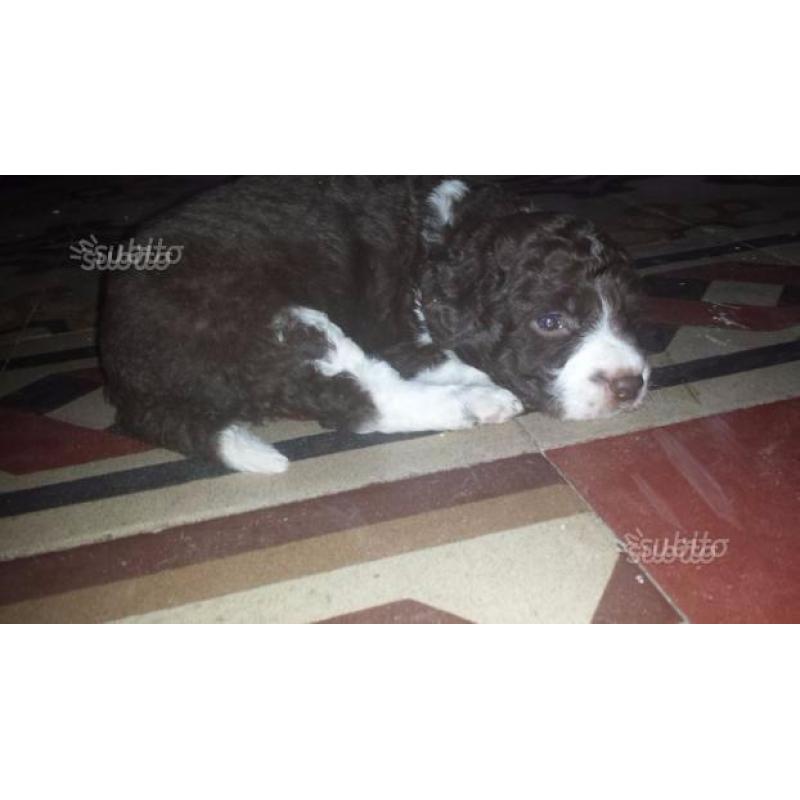 Cane da tartufo lagotto