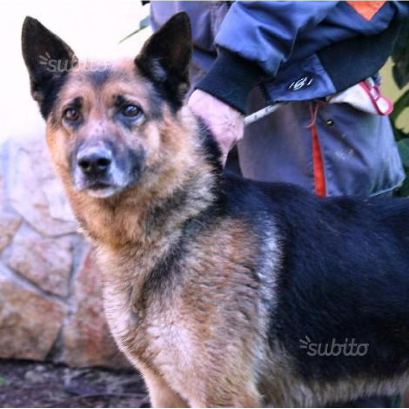 Zeus si sta massacrando in gabbia