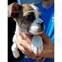 Cucciolo Bulldog francese