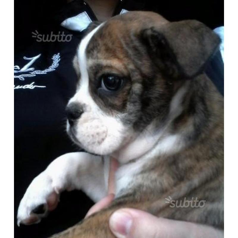 Cucciolo Bulldog francese