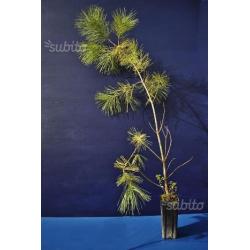 PINUS STROBUS - Pino bianco - vaso quadro