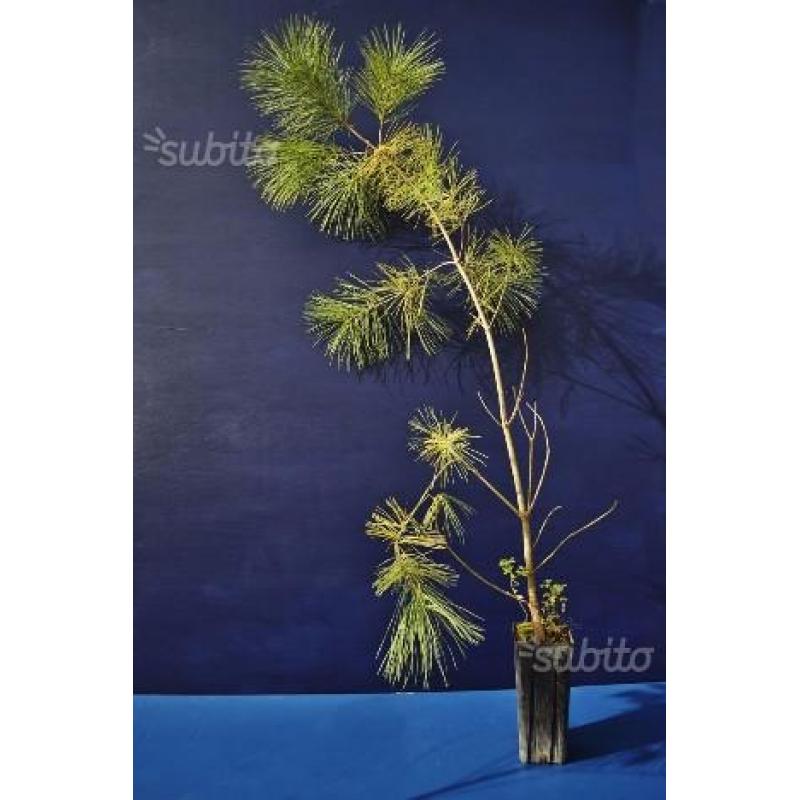 PINUS STROBUS - Pino bianco - vaso quadro