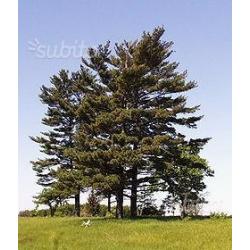 PINUS STROBUS - Pino bianco - vaso quadro