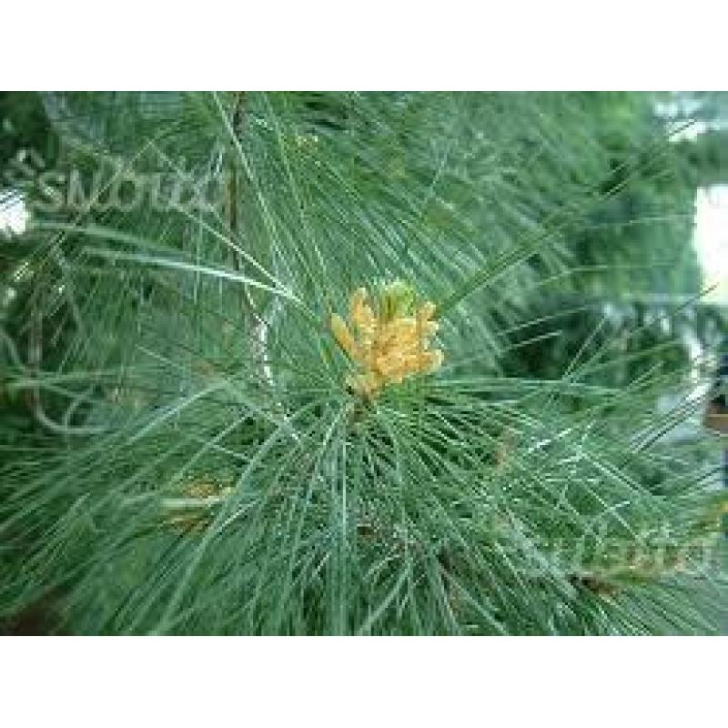 PINUS STROBUS - Pino bianco - vaso quadro