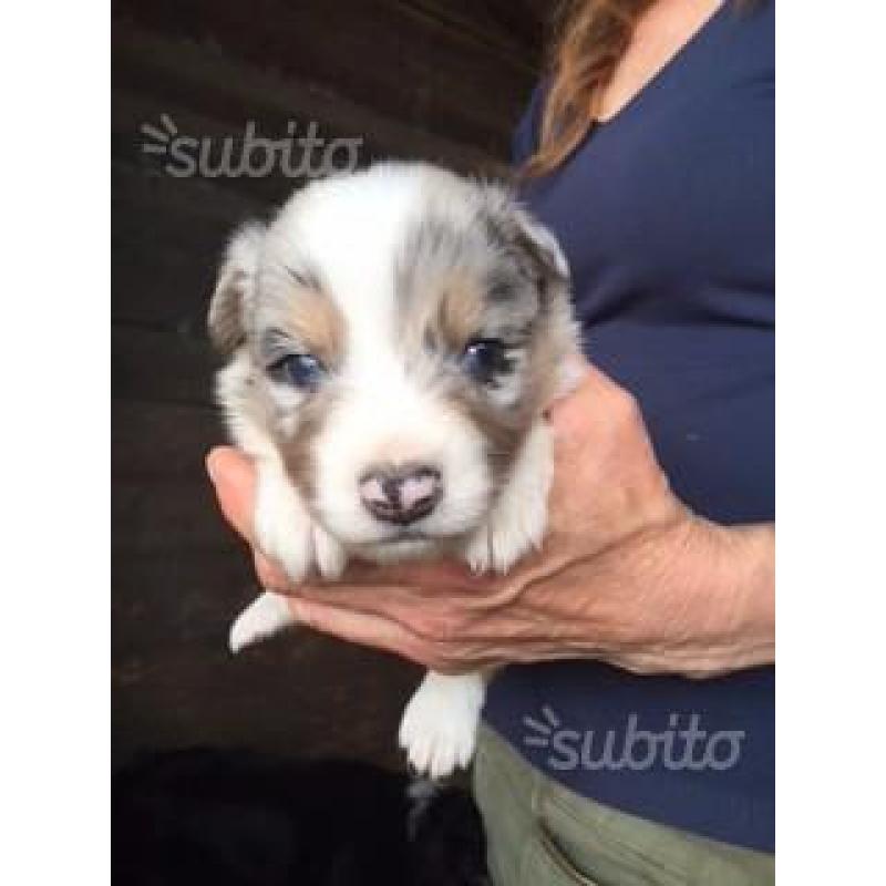 Australian Shepherd