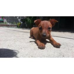 Pinscher Cucciola